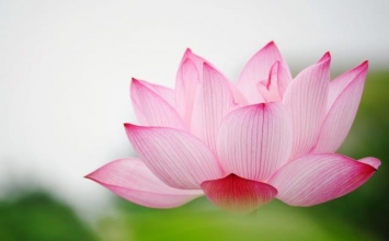 Dối trá để hại người